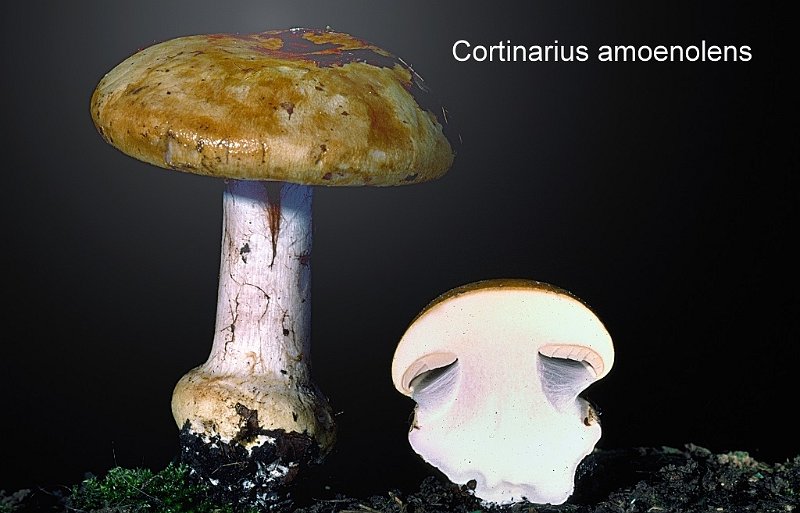 Cortinarius amoenolens-amf552.jpg - Cortinarius amoenolens ; Syn: Phlegmacium amoenolens ; Nom français: Cortinaire à odeur de prune